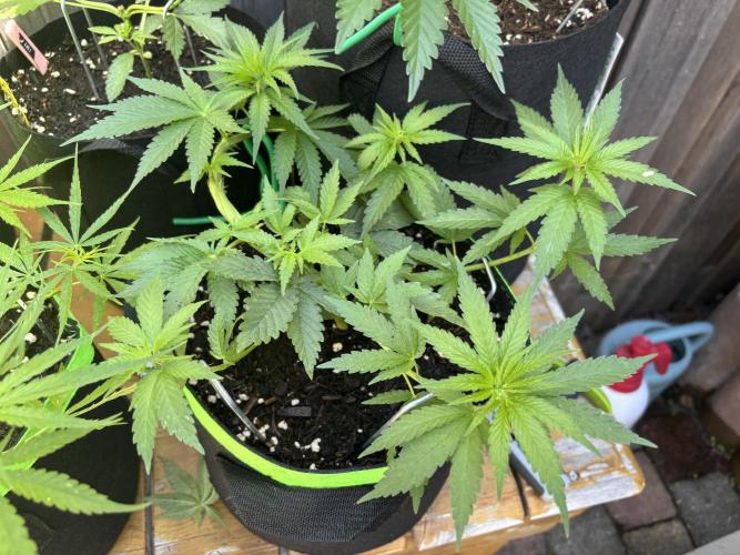 Casamance Landrace Project. Week 5 - Prince catching up with topped siblings