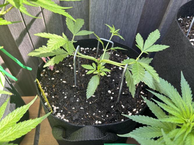 Casamance Landrace Project. Week 5 - Jimi took a while to redistribute after a bunch of topping