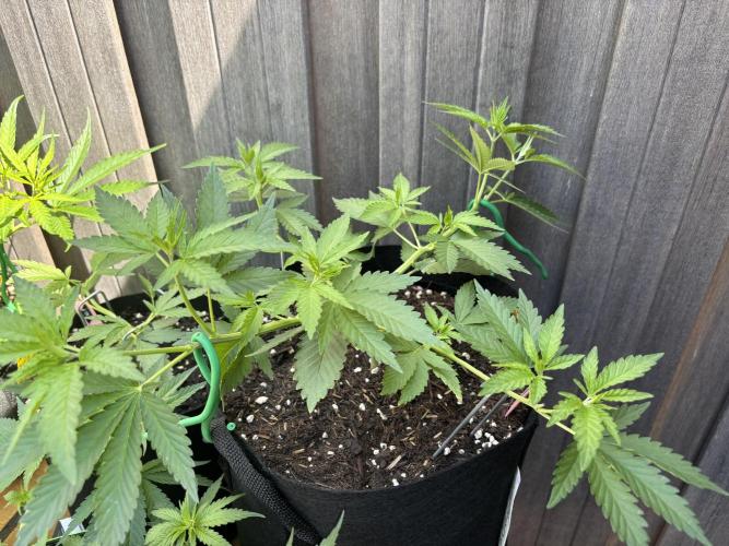 Casamance Landrace Project. Week 5 - Rocky a couple days ago