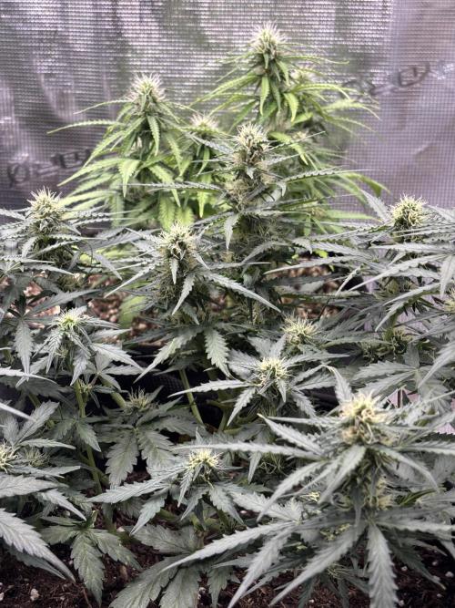 Cinderellas and a ( TRICOT ! ) Lemon Kix. Week 7