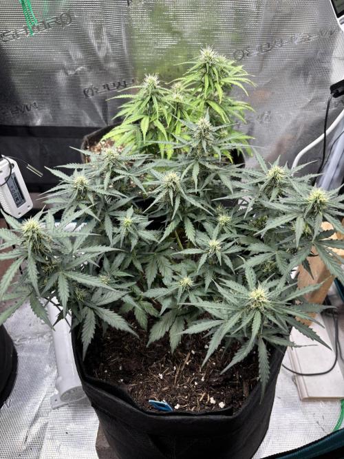 Cinderellas and a ( TRICOT ! ) Lemon Kix. Week 7