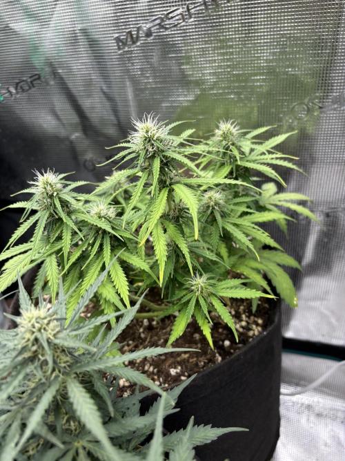 Cinderellas and a ( TRICOT ! ) Lemon Kix. Week 7