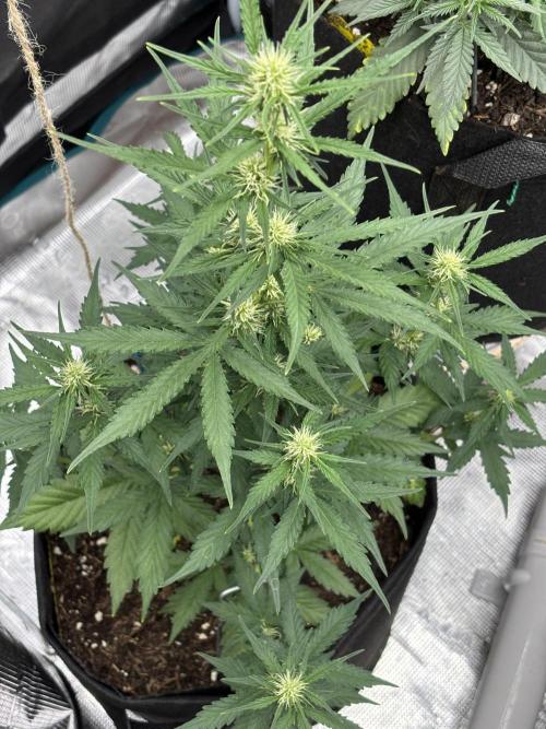 Cinderellas and a ( TRICOT ! ) Lemon Kix. Week 7
