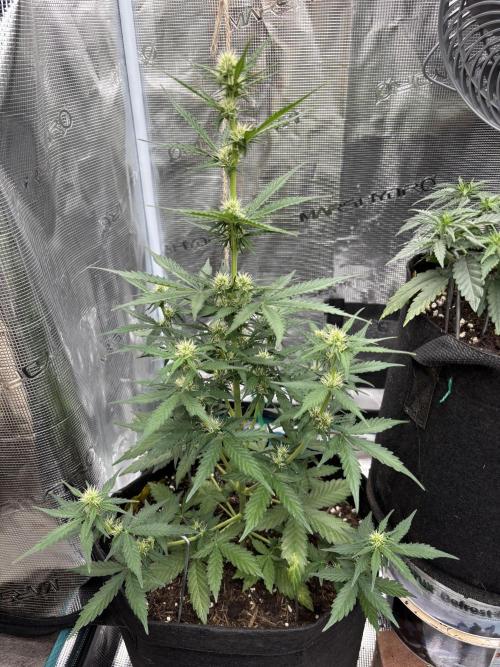 Cinderellas and a ( TRICOT ! ) Lemon Kix. Week 7