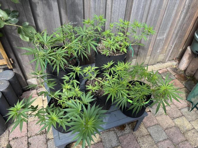 Casamance Landrace Project. Week 6