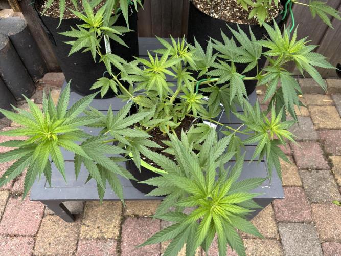 Casamance Landrace Project. Week 6
