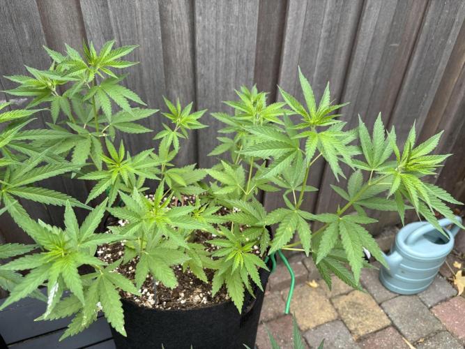Casamance Landrace Project. Week 6