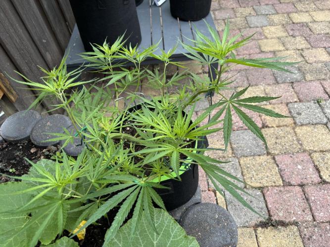 Casamance Landrace Project. Week 6