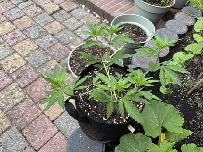 Casamance Landrace Project. Week 6