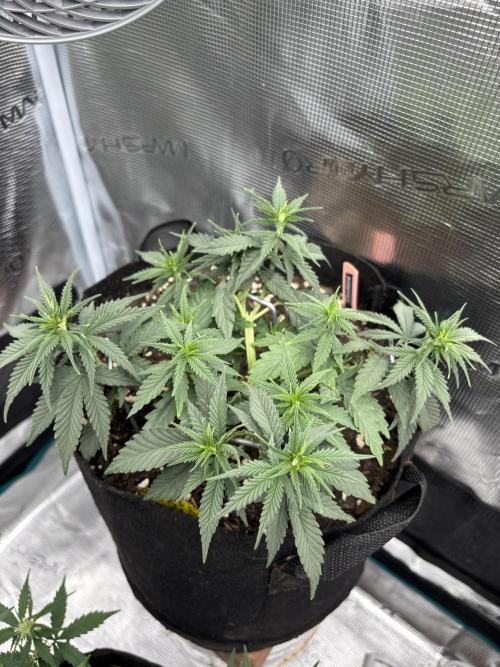 Casamance Landrace Project. Week 6