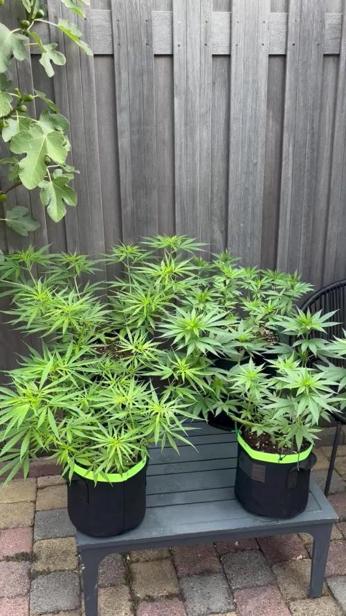 Casamance Landrace Project
