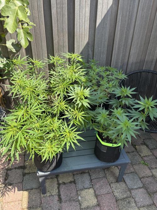 Casamance Landrace Project. Week 7