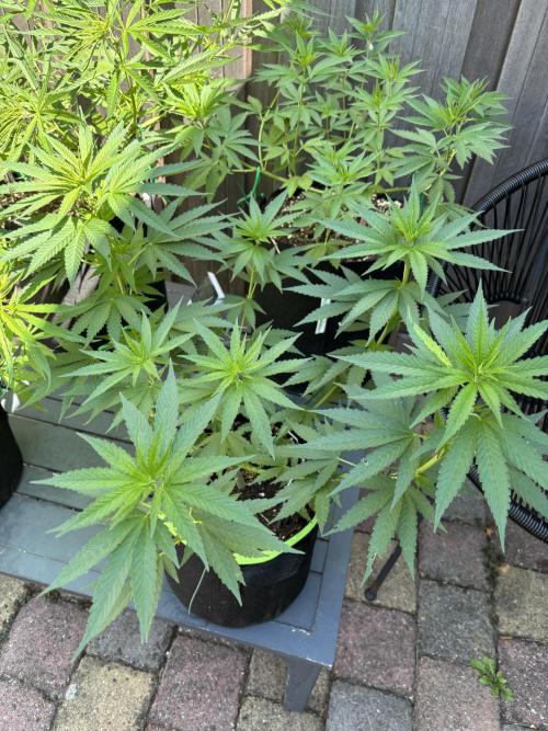Casamance Landrace Project. Week 7