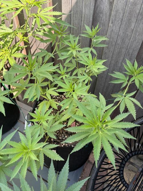 Casamance Landrace Project. Week 7