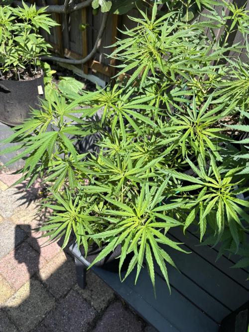 Casamance Landrace Project. Week 7
