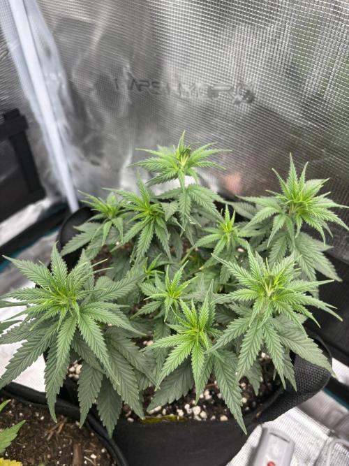 Casamance Landrace Project. Week 7