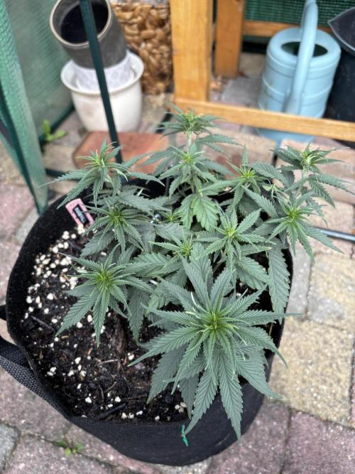 Casamance Landrace Project. Week 7