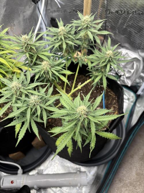 Cinderellas and a ( TRICOT ! ) Lemon Kix. Week 8