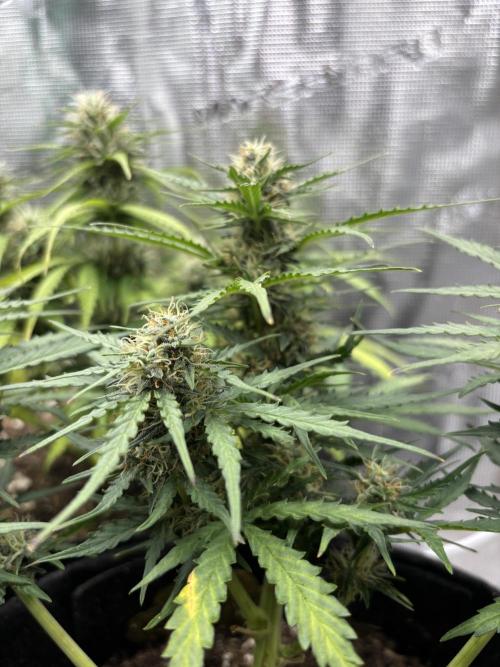 Cinderellas and a ( TRICOT ! ) Lemon Kix. Week 8