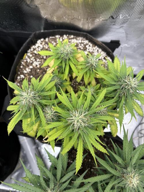 Cinderellas and a ( TRICOT ! ) Lemon Kix. Week 8