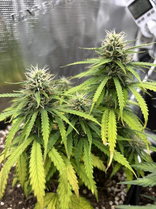 Cinderellas and a ( TRICOT ! ) Lemon Kix. Week 8