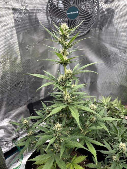 Cinderellas and a ( TRICOT ! ) Lemon Kix. Week 8