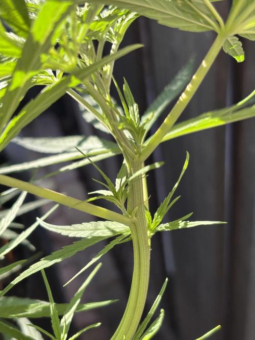 Casamance Landrace Project. Week 8 - male or female?