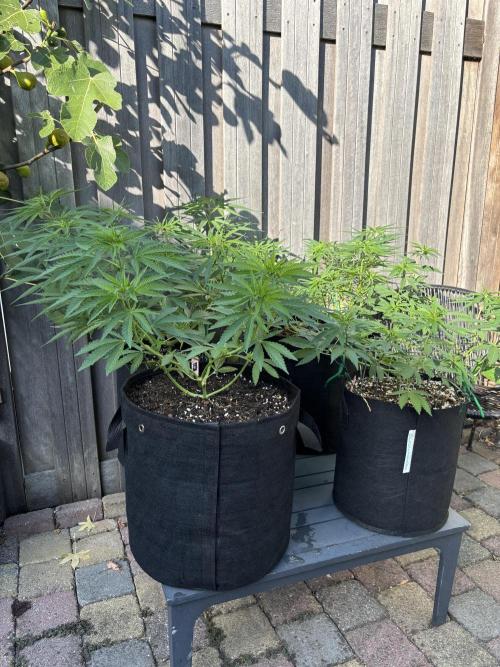 Casamance Landrace Project. Week 8