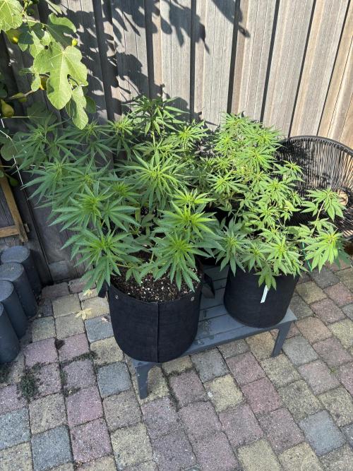 Casamance Landrace Project. Week 8