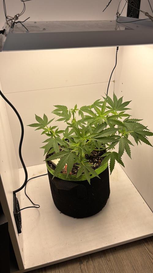 Casamance Landrace Project. Week 8 - Prince got a trim and got moved into “men’s only”