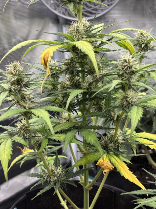 Cinderellas and a ( TRICOT ! ) Lemon Kix. Week 9