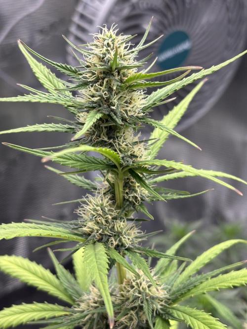 Cinderellas and a ( TRICOT ! ) Lemon Kix. Week 9
