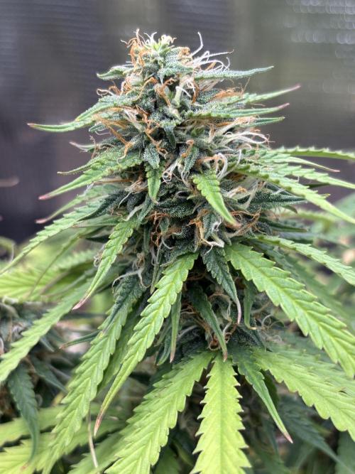 Cinderellas and a ( TRICOT ! ) Lemon Kix. Week 9
