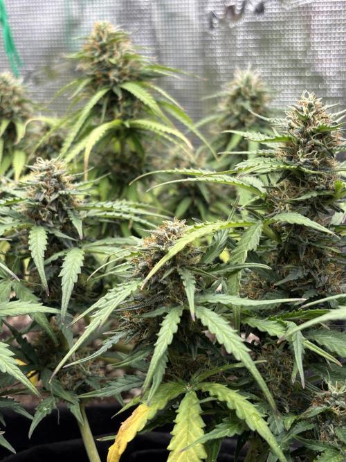 Cinderellas and a ( TRICOT ! ) Lemon Kix. Week 9