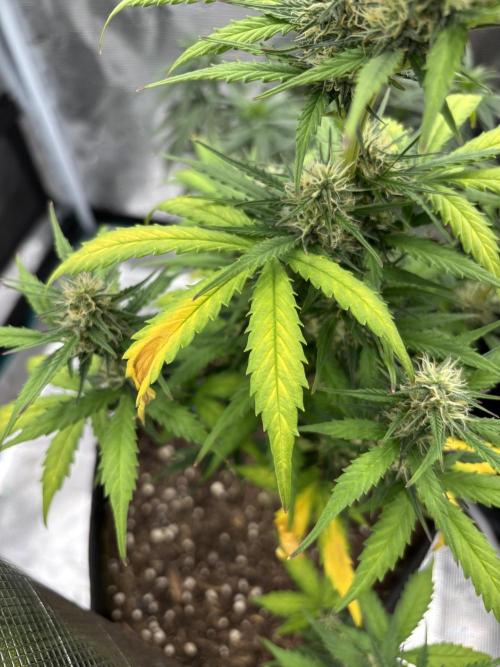 Cinderellas and a ( TRICOT ! ) Lemon Kix. Week 9