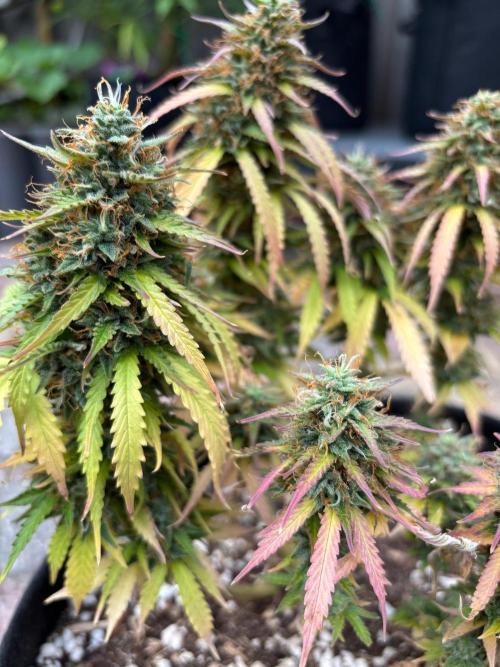 Cinderellas and a ( TRICOT ! ) Lemon Kix. Week 11