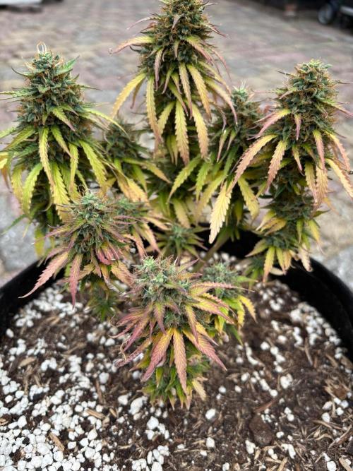 Cinderellas and a ( TRICOT ! ) Lemon Kix. Week 11