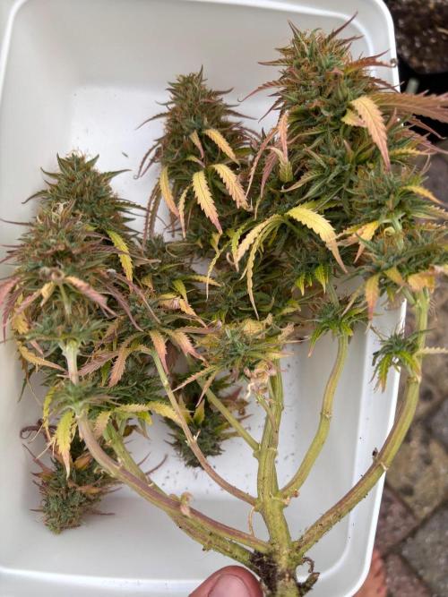 Cinderellas and a ( TRICOT ! ) Lemon Kix. Week 11