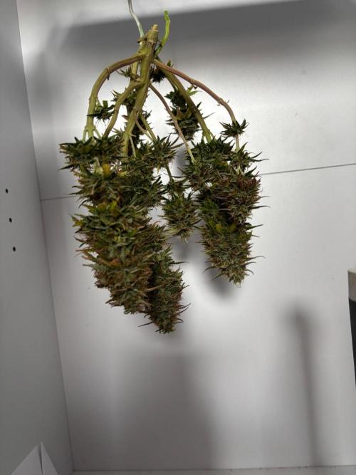 Cinderellas and a ( TRICOT ! ) Lemon Kix. Week 11
