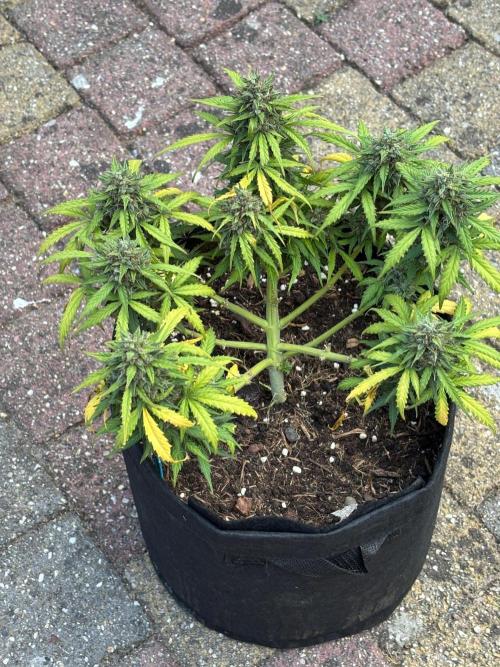 Cinderellas and a ( TRICOT ! ) Lemon Kix. Week 11