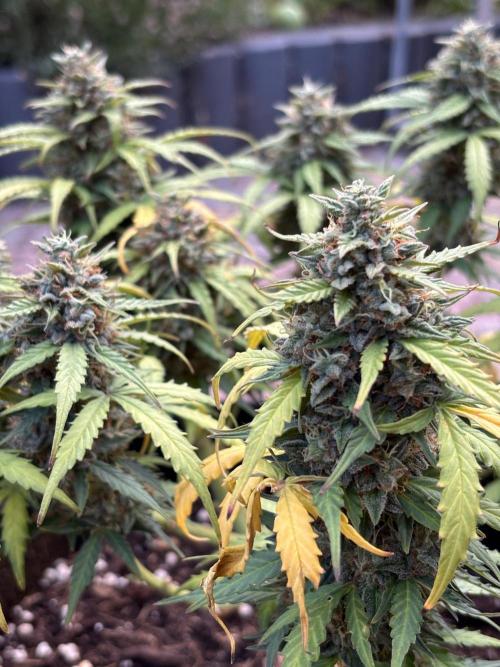 Cinderellas and a ( TRICOT ! ) Lemon Kix. Week 11