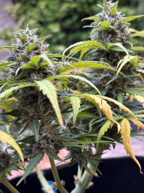 Cinderellas and a ( TRICOT ! ) Lemon Kix. Week 11
