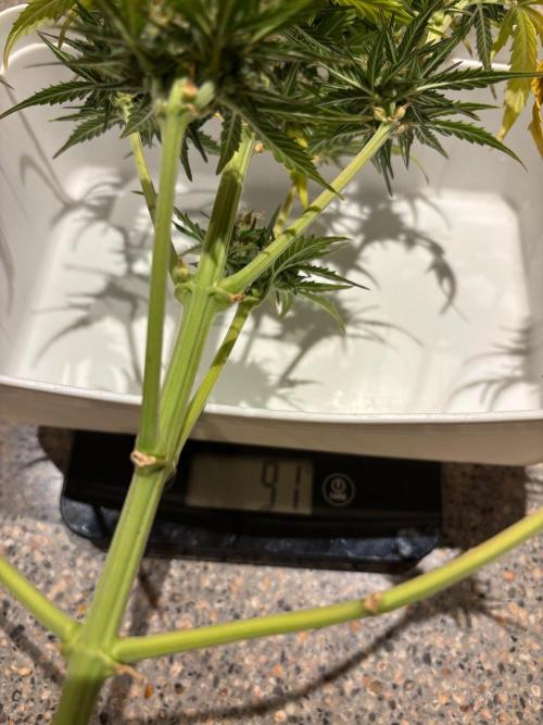 Cinderellas and a ( TRICOT ! ) Lemon Kix. Week 11