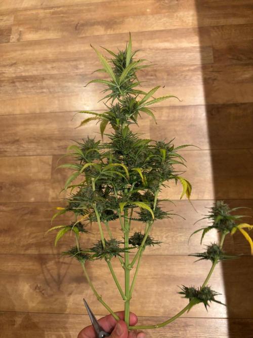Cinderellas and a ( TRICOT ! ) Lemon Kix. Week 11