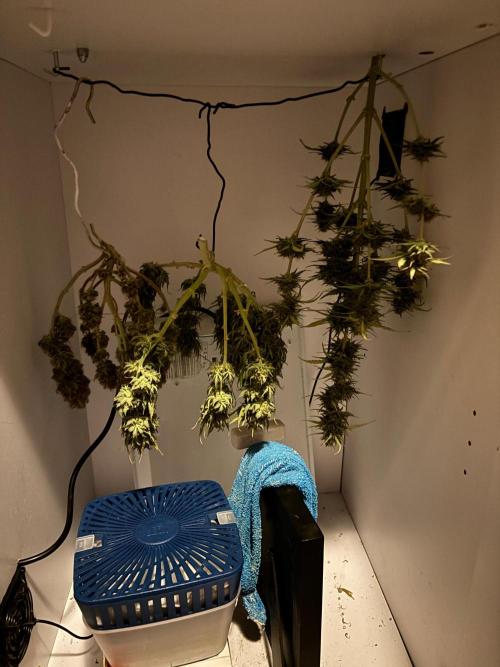 Cinderellas and a ( TRICOT ! ) Lemon Kix. Week 11