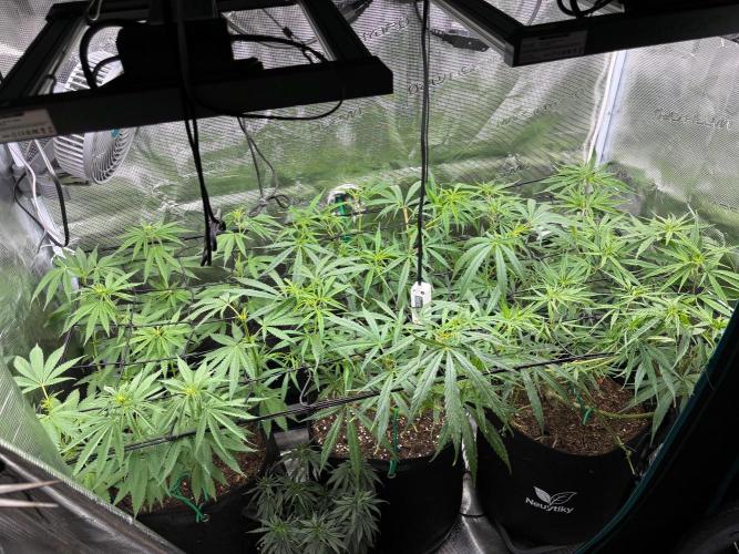 Casamance Landrace Project. Week 11