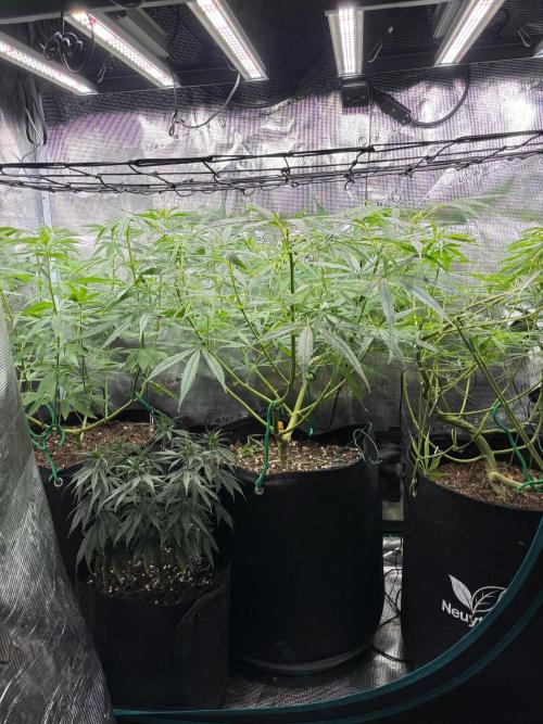 Casamance Landrace Project. Week 11