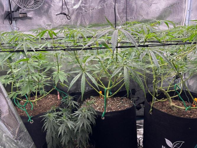 Casamance Landrace Project. Week 11