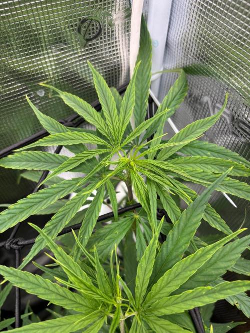 Casamance Landrace Project. Week 11