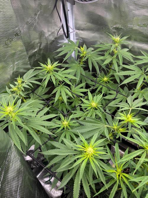 Casamance Landrace Project. Week 12